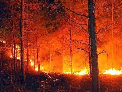 Incendi. Arrestati dai Carabinieri i piromani: sono tutti legati al mondo della zootecnia