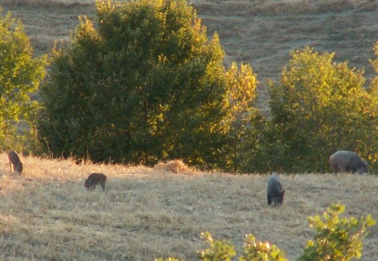 Presidente del Parco: linea dura contro la fauna selvatica che infesta il territorio