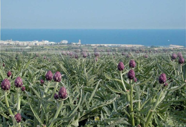 Ruba carciofi da un fondo agricolo, arrestato dai Carabinieri