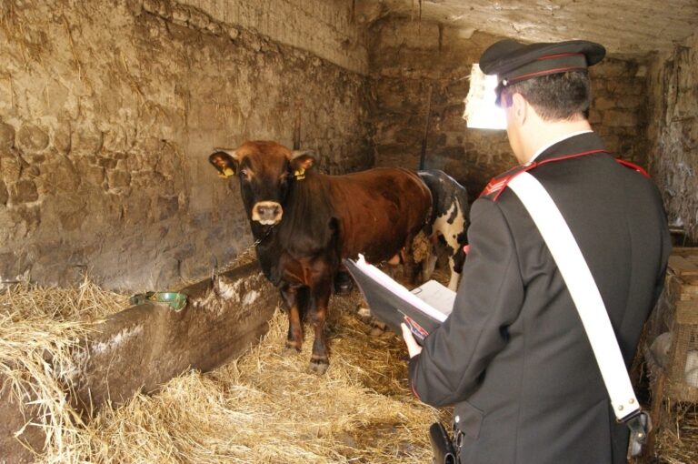 I Carabinieri  denunciano operaio per ricettazione di un bovino oggetto di furto