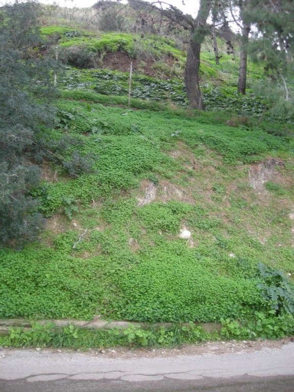 Lavori di bonifica nel Parco Archeologico di Himera