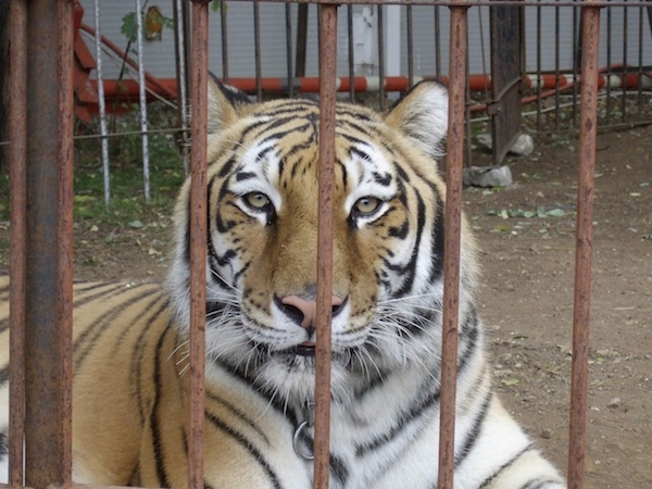 Al circo “Fantasy Shows” tigre fugge dalla gabbia e semina il panico tra gli spettatori