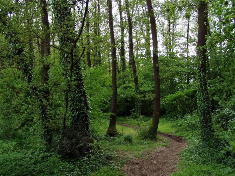 Affidato al Comune il bosco di Guarneri. Firmata la convenzione con l’Azienda Foreste