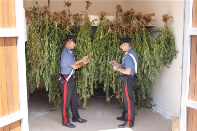 Operazione “Montagna Verde”. I Carabinieri arrestano tre persone per coltivazione di Marjuana