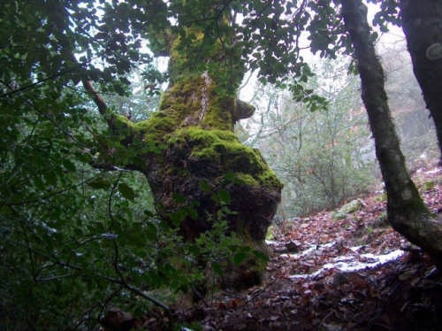 Escursione naturalistica agli agrifogli giganti di Piano Pomo