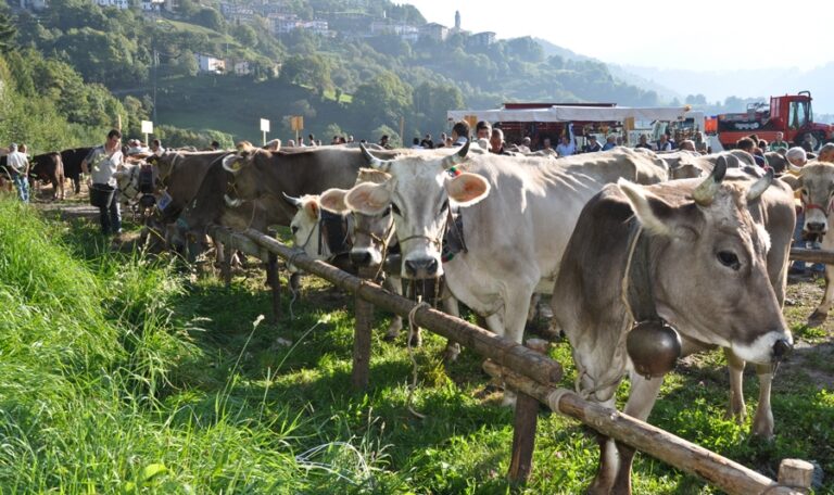 Prima mostra mercato Agro-zootecnica