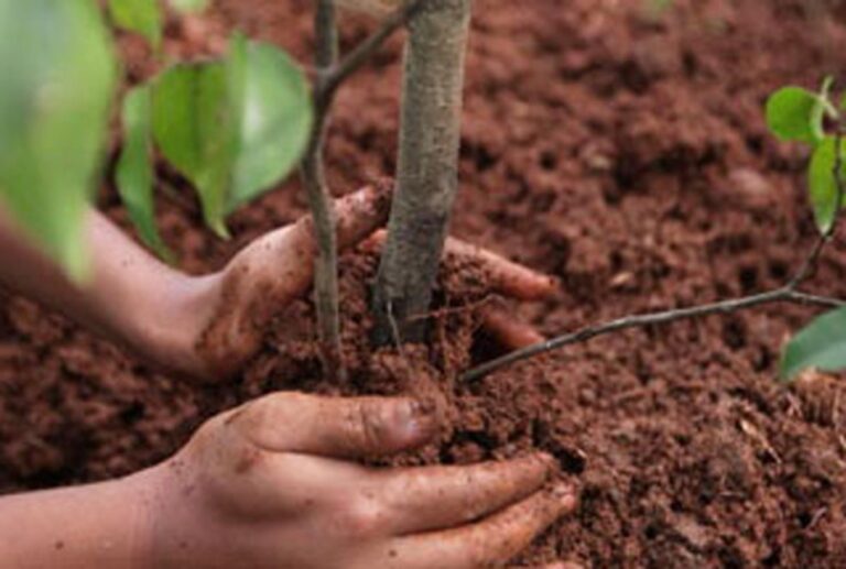 Il Comune partecipa alla Giornata nazionale degli alberi