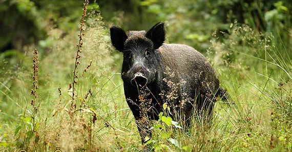 Un giovane bracciante di San Mauro aggredito da una femmina di cinghiale