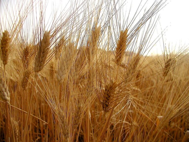 Grano duro siciliano al centro del convegno di domenica