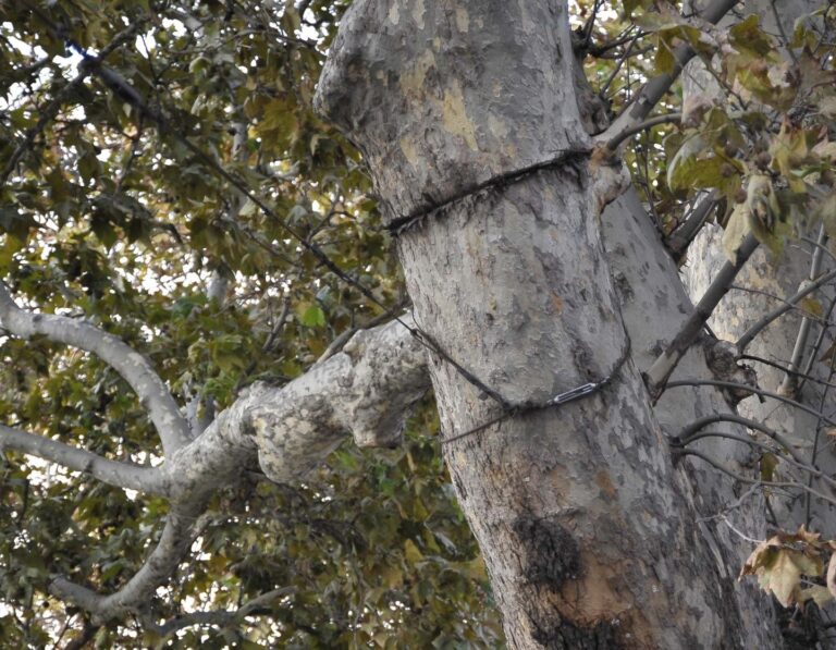 Termini Imerese. L’albero di via Palermo, 58