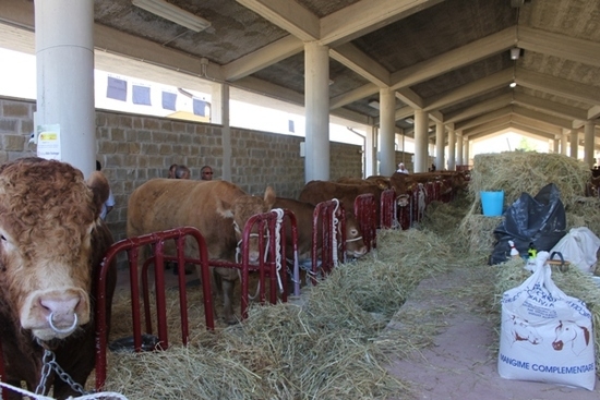 Foro Boario sede unica fiere zootecniche