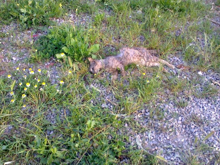 Collesano. Gatto morto in isola ecologica