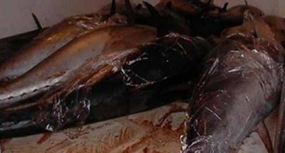 Porto di Presidiana. Sequestrati 1000 chili di tonno rosso