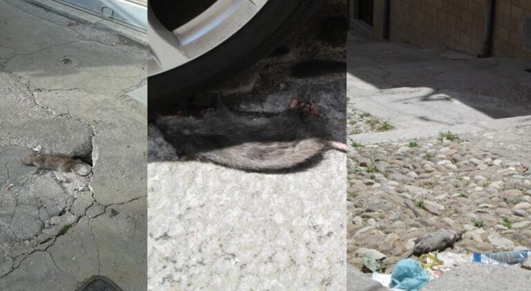 Il Comitato di quartiere “Palazzo Cirillo” denunzia: siamo assediati dai topi e l’Amministrazione comunale se ne frega