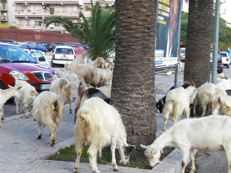 Capre al pascolo per le vie della città