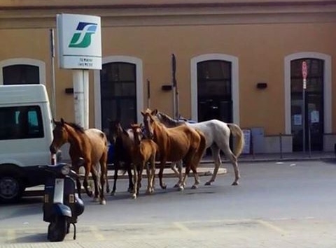 Cavalli alla stazione. Si apre lo zoo?