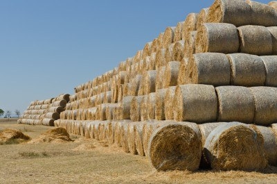 Cade da un “burgio” a 5 metri d’altezza. Muore operaio agricolo