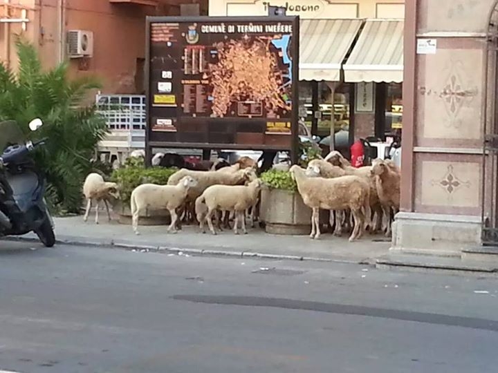 Lo zoo cttadino a Termini Imerese si può fare