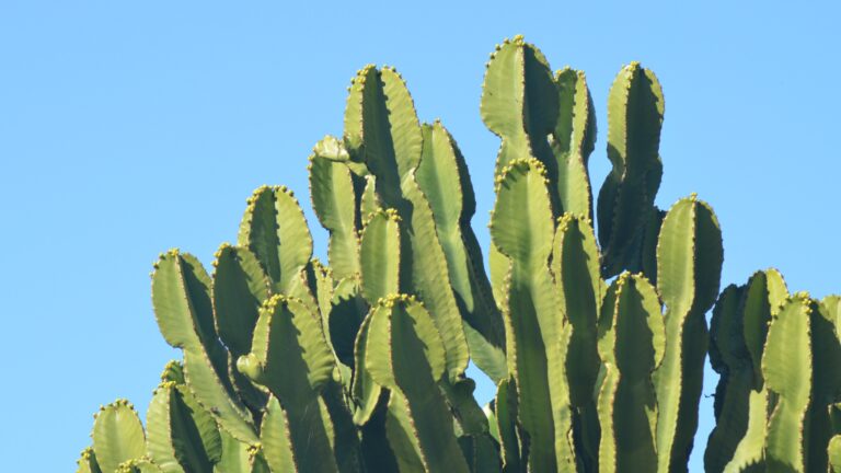 Forte vento. Cactus crolla su auto a Termini Imerese