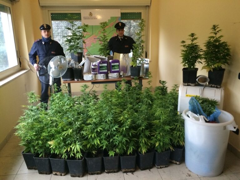 Sequestrata piantagione di marijuana nelle fogne di Palermo