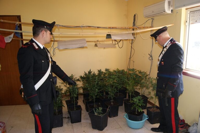 Coltivava in serra 40 piante di marijuana. A rrestato dai carabinieri