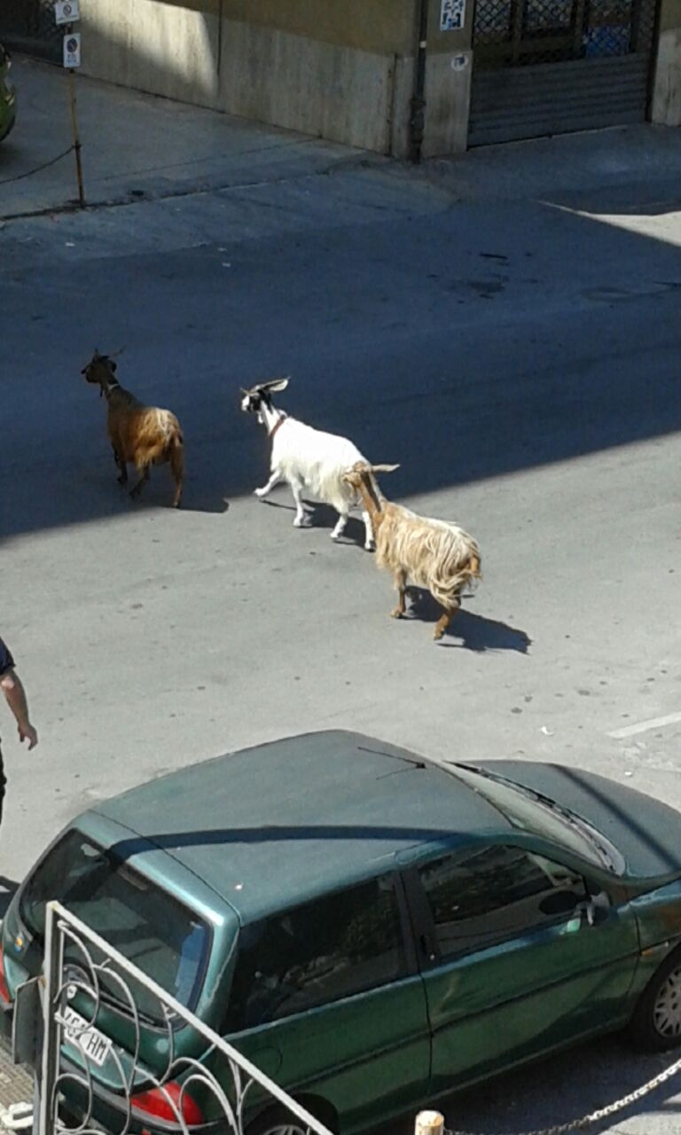 Un gruppo di capre in giro per le strade della città