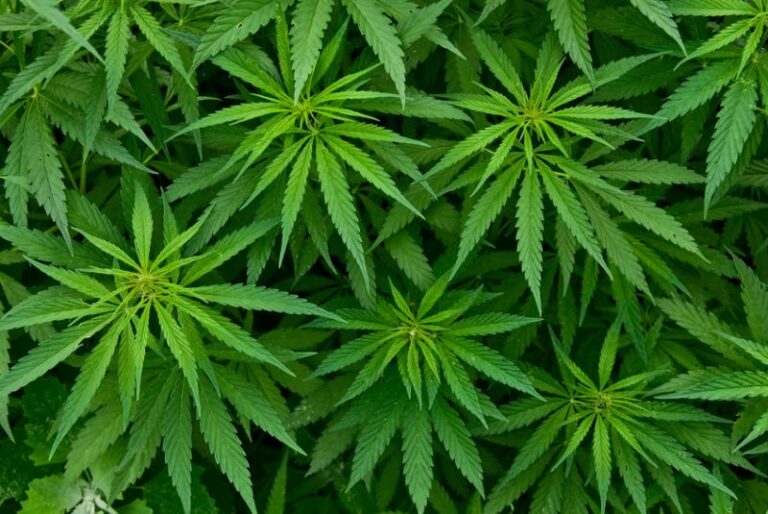 Piante di cannabis e armi irregolari in casa. Arrestato dalla Polizia