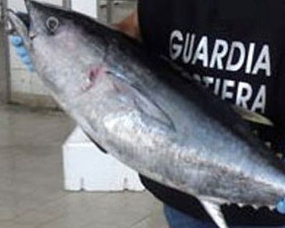 Sequestrati dalla Guardia Costiera 210 kg. di tonno rosso