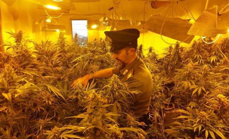 Deteneva 21 piante di marijuana. Arrestato 29enne