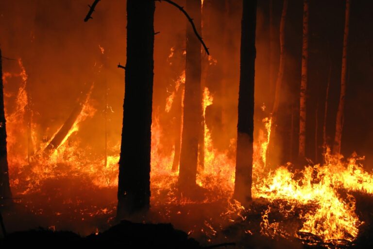 Incendio distrugge alcuni ettari di vegetazione
