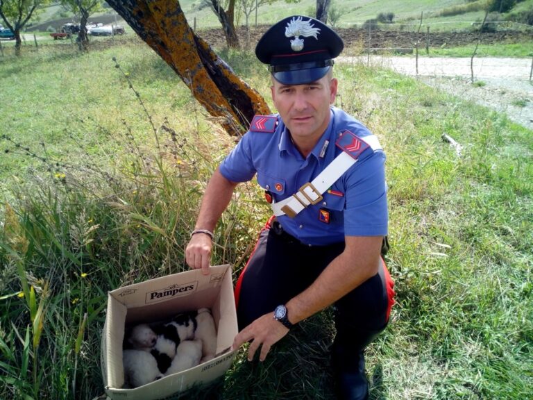 Cuccioli abbandonati in una scatola di cartone salvati dai Carabinieri