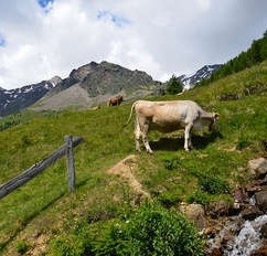 Un percorso formativo sulla gestione integrata in agricoltura tra pascolo e seminativo