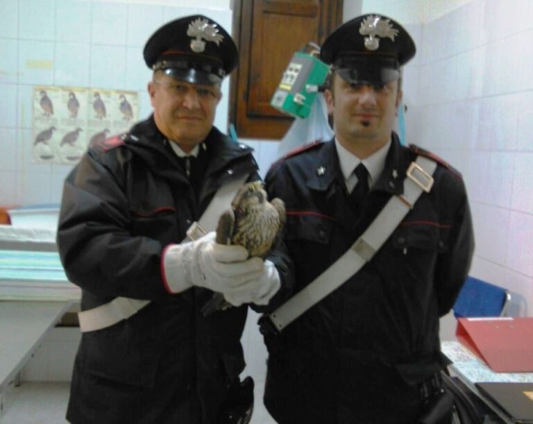 I Carabinieri rinvengono un Falco ferito. Indagini per identificare il cacciatore di frodo