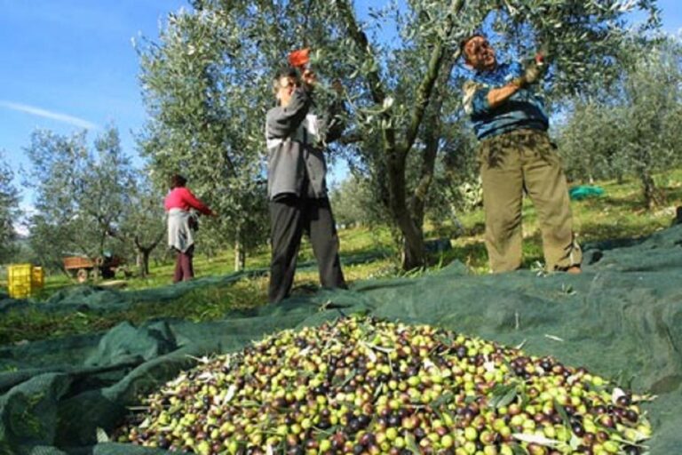Raccolta abbondante di olive. Difficoltà per la molitura