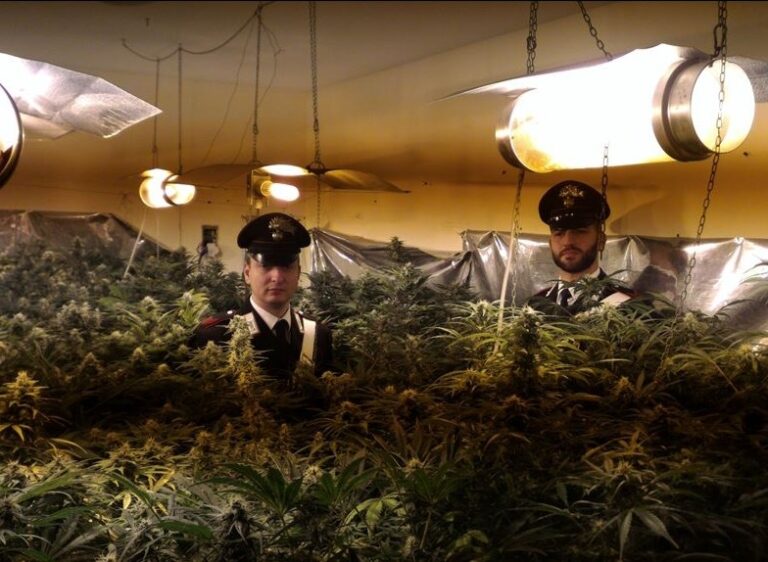 Commerciante con il pollice verde arrestato dai Carabinieri. Aveva allestito in casa una rigogliosa piantagione di cannabis