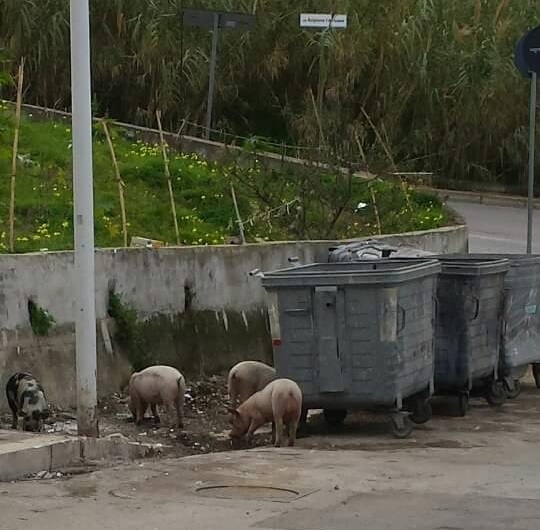 Riapre lo zoo termitano: maiali per le strade