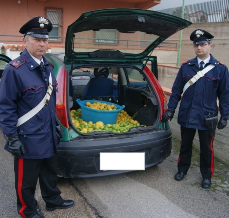 In tre rubano 200 chilogrammi di limoni in un agrumeto di un anziano pensionato. Arrestati dai Carabinieri