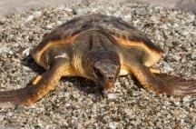 Liberata tartaruga Caretta Caretta recuperata qualche settimana fa dalla Capitaneria di porto di Cefalù