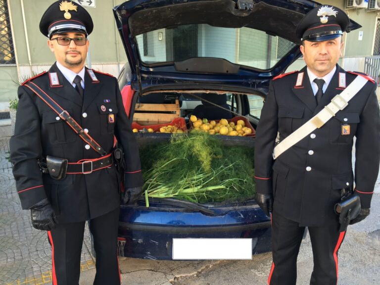 Rubano limoni in un campo. Arrestati dai carabinieri