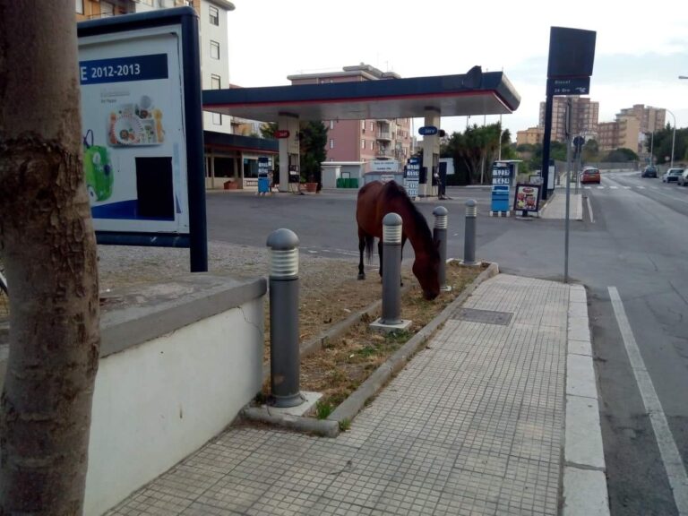 Cavalli liberi per le vie di Termini