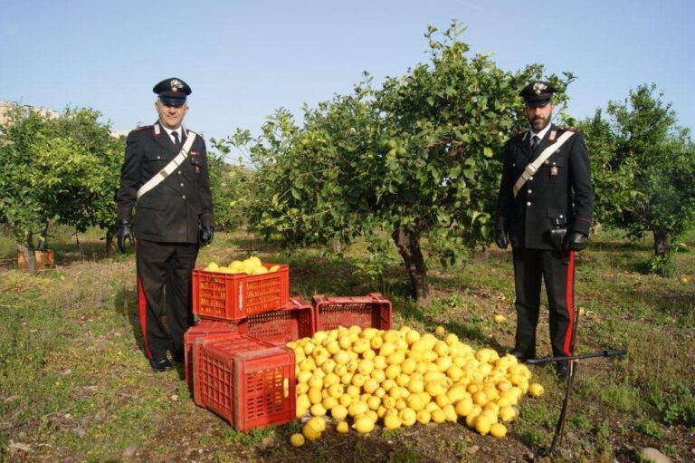 Arrestati tre ladri di limoni