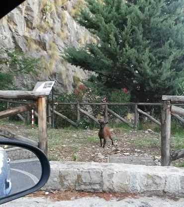 Sempre aperto lo zoo di Termini Imerese. Capre alla Serpentina in “visita” al Riparo del Castello