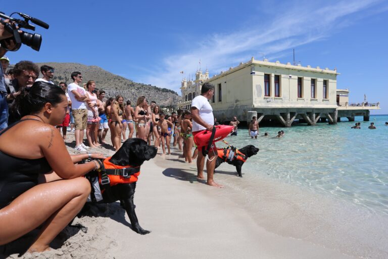 Bau-Watch: cani bagnino in azione sulla spiaggia