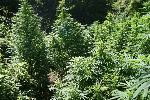 Tre giovani castelbuonesi arrestati mentre irrigavano una piantagione di cannabis