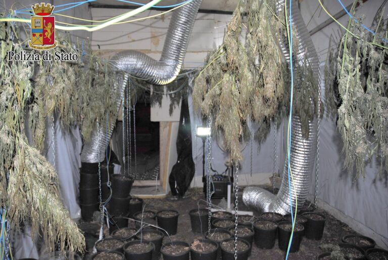 Scoperta coltivazione di marijuana