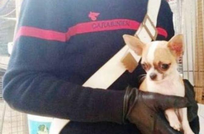Crede che il suo cane sia stato portato via, i carabinieri lo restituiscono in breve tempo alla proprietaria