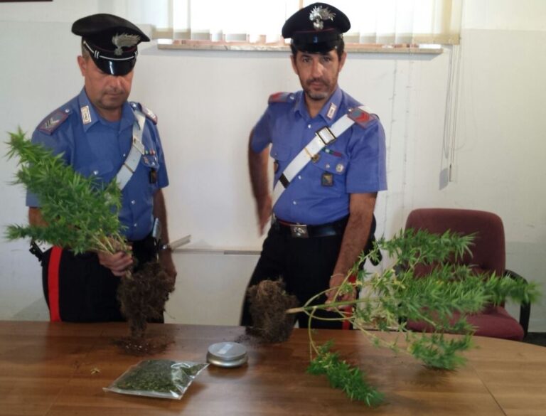 Pensionato di Campofelice di Roccella arrestato dai Carabinieri per coltivazione e detenzione di droga