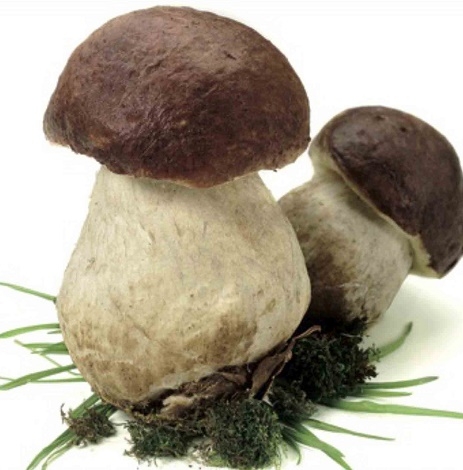 A Castelbuono dal 21 al 23 ottobre la decima edizione di Funghi Fest