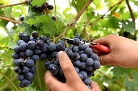 Vendemmia in Sicilia. Raccolta uva di qualità per un vino eccellente