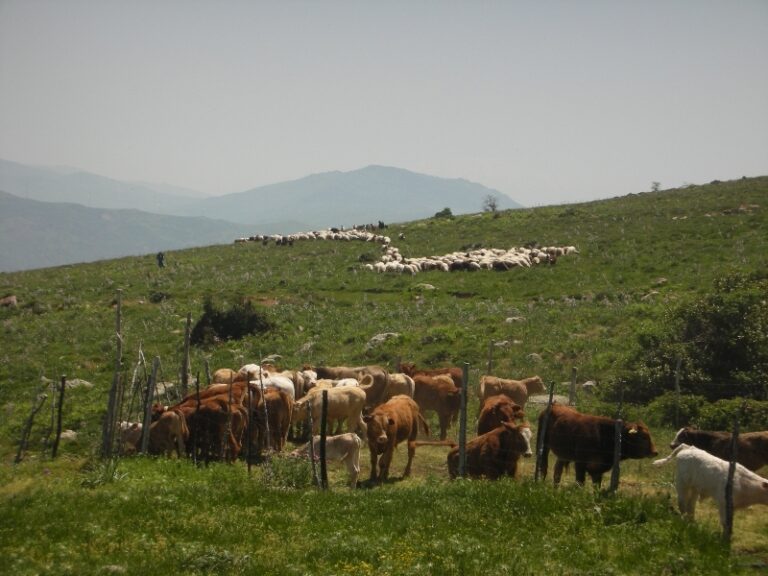 Campagna diffamatoria. GAL, Sosvima e Consorzio scendono in campo per difendere i prodotti madoniti: “è in atto un maldestro tentativo di screditare il nostro territorio”